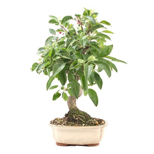 Bonsai zierapfel malus spec - bonsai, 'malus