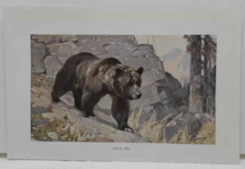 Grizzlybär ursus arctos - grizzlybär,