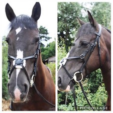 Grackle Trense, mexikanischer