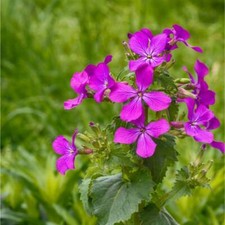 Honesty Samen - biologisch