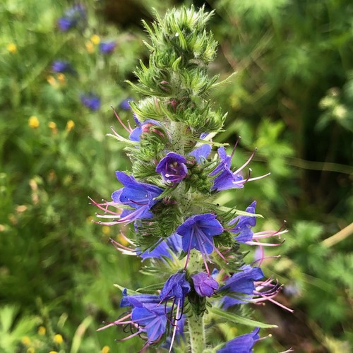 Blauer natternkopf echium - blauer,