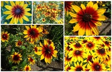 Sonnenhut riesen blüten - *riesen, 10