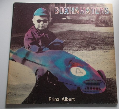 Boxhamsters prinz albert - prinz,