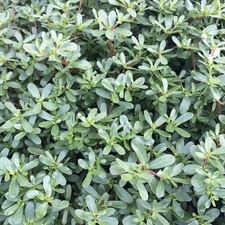 Samenfester Portulak ohne