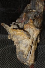 Versteinertes Holz Kieselholz Tertiär Sudan Afrika Dongola Karima Jebel Barkal