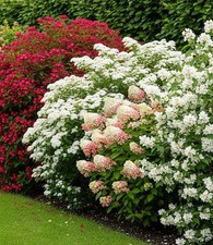 BALDUR Garten Duftende