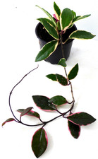 HOYA    Porzellanblume Wachsblume Zimmerpflanze