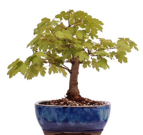 Bonsai acer campestre - acer,