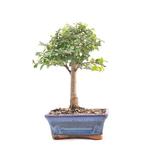 Bonsai chinesische ulme - bonsai,