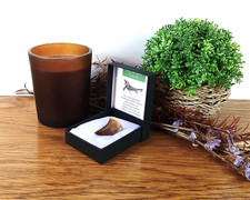 100% Original Mosasaurier Zahn