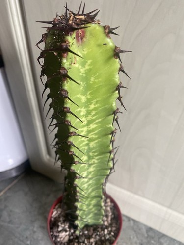 Euphorbia ammak cm - ammak, 28