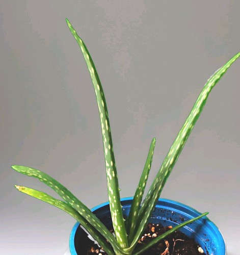 Aloe vera sukkulente - aloe,