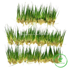 50x Eleocharis parvula – Bodendecker Aquarium Aquascaping Teppichgras