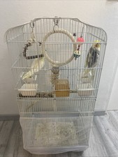 Nymphensittiche Haustier￼