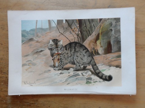 Orig chromolithographie - orig.(1892),