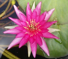 Seerose Nymphaea Newton