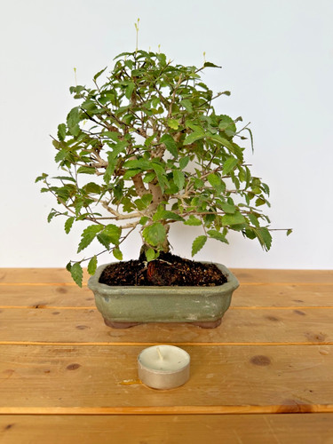 Bonsai zelkove zelkova serrata - zelkove,