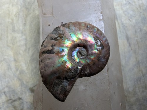 Opalisierter ammonit - opalisierter,