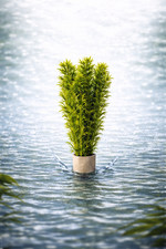 Wasserpest Egeria densa 058