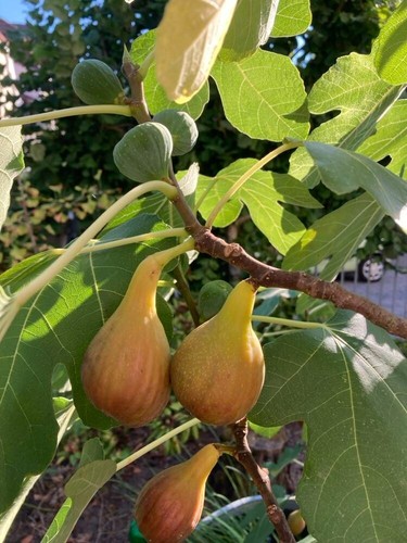 Feigenbaum stecklinge stück - feigenbaum,