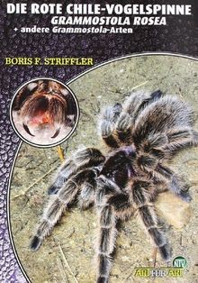 Die rote chile vogelspinne - die,