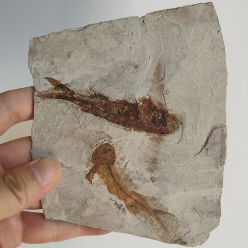 Original lycoptera fossil - original,