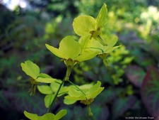 3 x Elfenblume Frohnleiten 