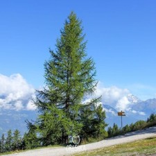 Sibirische Lärche (Larix