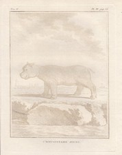 Hippopotamidae Nilpferde