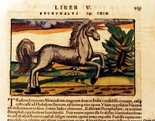 Pferd Horse Paard Cheval