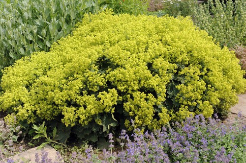Gute blumen samen frauenmantel - blumen,