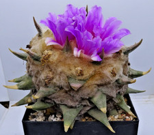 Kakteen – Kaktus – Ariocarpus confusus - gepfropft - 25 Jahre + x