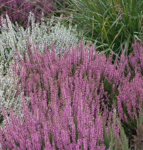 10x knospenheide gardengirls - knospenheide,