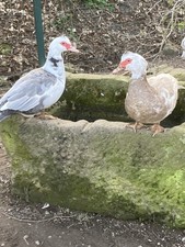 10 frische Eier Warzenente