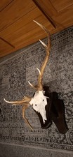 Dreistangenhirsch Trophäe