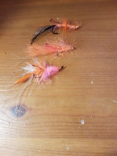 3st shrimp garnele - 3st., shrimp-garnele-