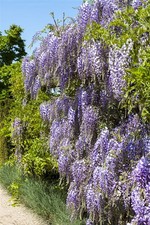 Wisteria floribunda 'Macrobotrys', Japanische Blauregen, 60–100 cm