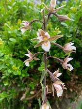 Sumpfsitter (Epipactis palustris) - Seltene Orchidee aus heimischem Garten!