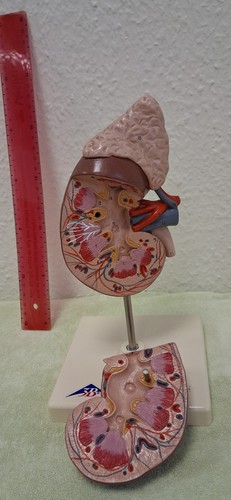 Anatomisches modell der - anatomisches,