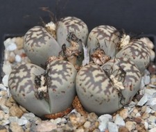 20 Samen von Lithops dorothea erntefrisch aus 2025