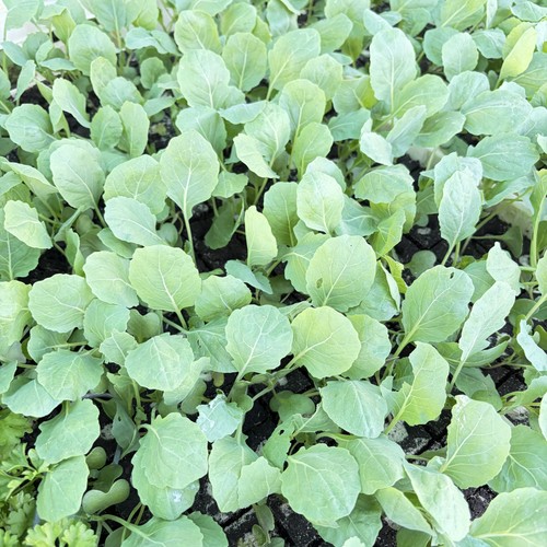 Rosenkohl jungpflanzen 6er set - 6er,