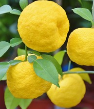 1 x Mittelmeermandarine  (Ichandarin Yuzu) - Citrus junos, frostverträglich