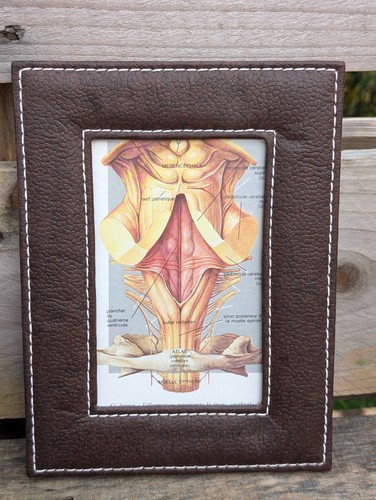 Anatomie gehirnstamm hirnstamm - anatomie,
