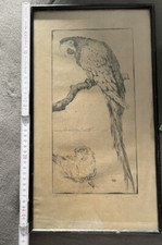 Sammlungsauflösung : Martin Erich Philipp Radierung? Zeichnung Nr 43 Ara Papagei