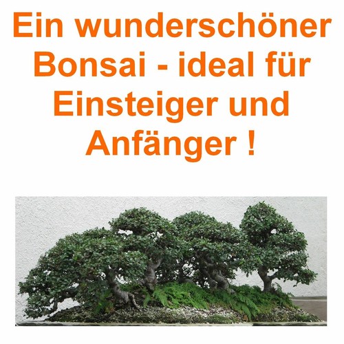 Samen bonsai chinesische - i!,