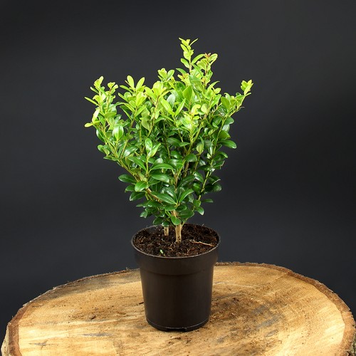 Ilex crenata caroline - caroline, upright