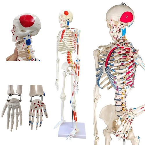 Menschliches skelettanatomie - menschliches,