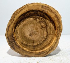 Baumscheibe, Holzscheibe