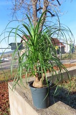 Elefantenfuß Beaucarnea