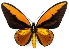 ORNITHOPTERA CROESUS LYDIUS MALE FORM FROM HALMAHERA ISL.